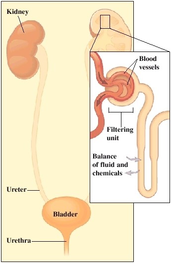 Kidney (Renal Cell) Cancer